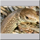 Lacerta agilis - Zauneidechse jung07a Sandgrube Niedringhaussee.jpg